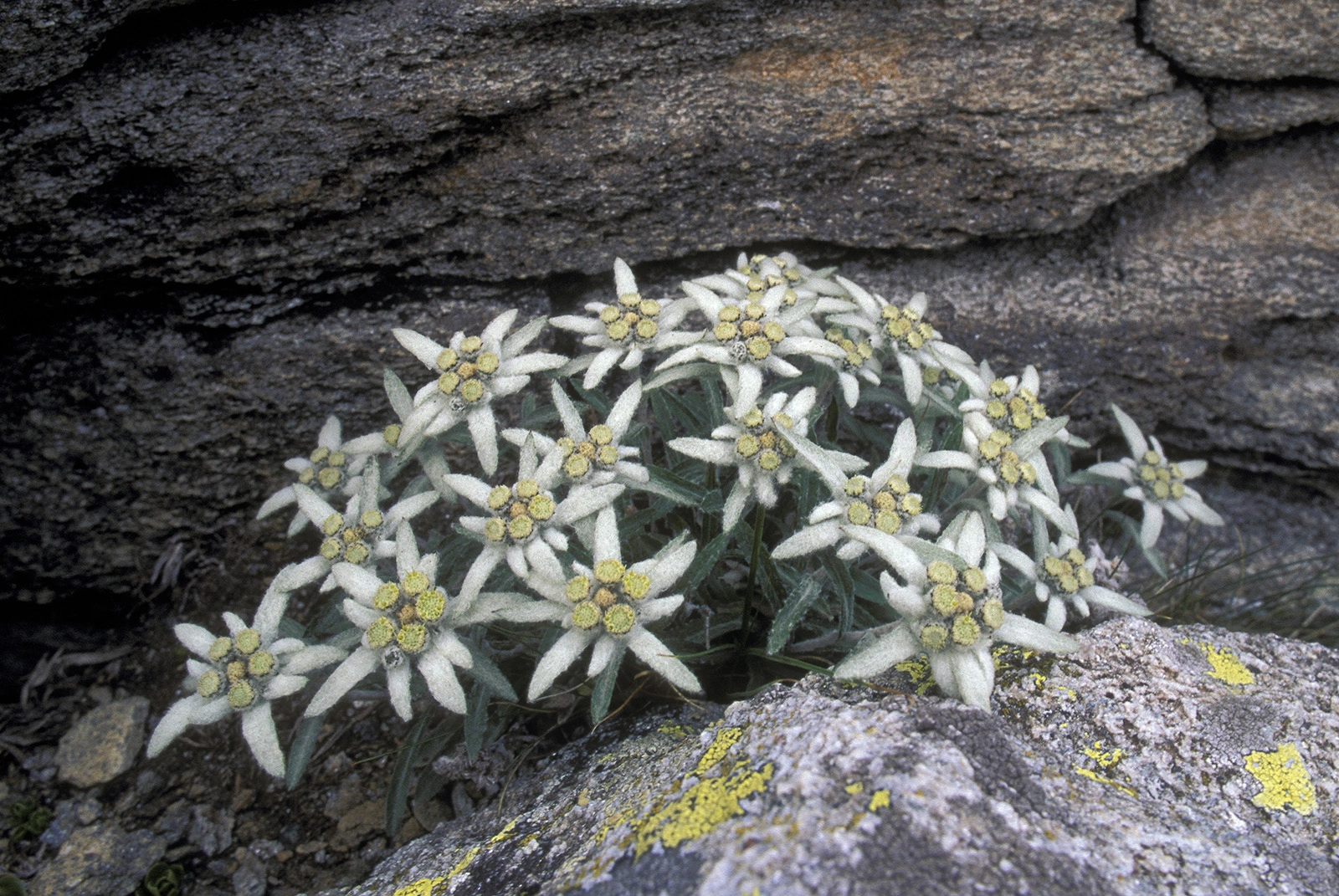 Photo Maurizio Broglio - Leontopodium alpinum